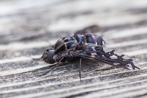 ugly fly stock photo