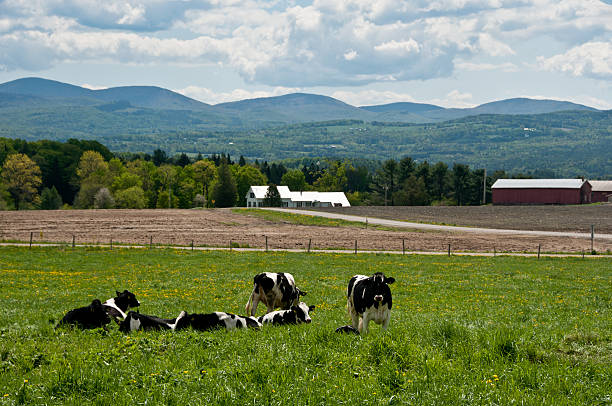소 만들진 연두빛 필드 - vermont farm dairy farm agricultural building 뉴스 사진 이미지