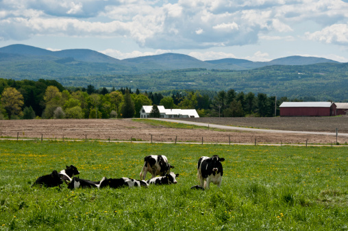 Holstein cows rest in a spring field covered with green grass and dandelions in this Vermont landscape.