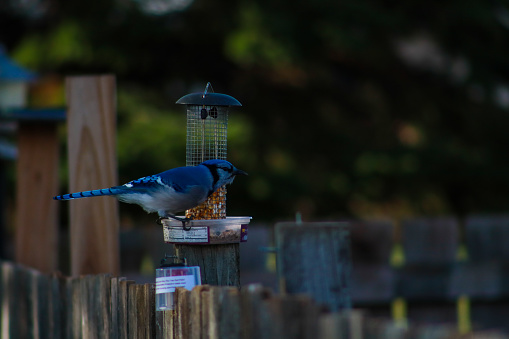 A beautiful Blue Jay sitting on the wooden fence to have feed from feeder