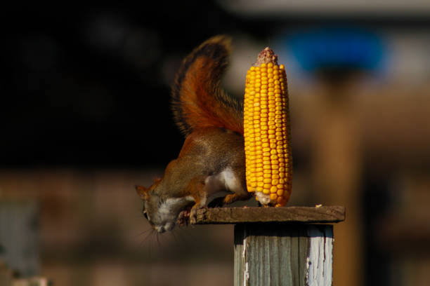 istock A cute squirrel eating corns in backyard 1806864326