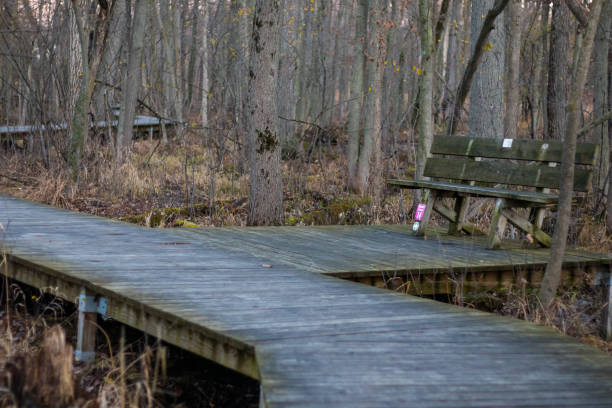istock Wooden path in the forest 1806867407