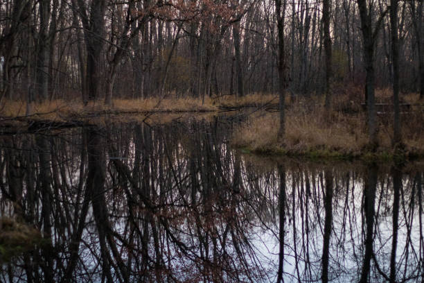 istock Reflection of trees in the water in a forest 1806868957
