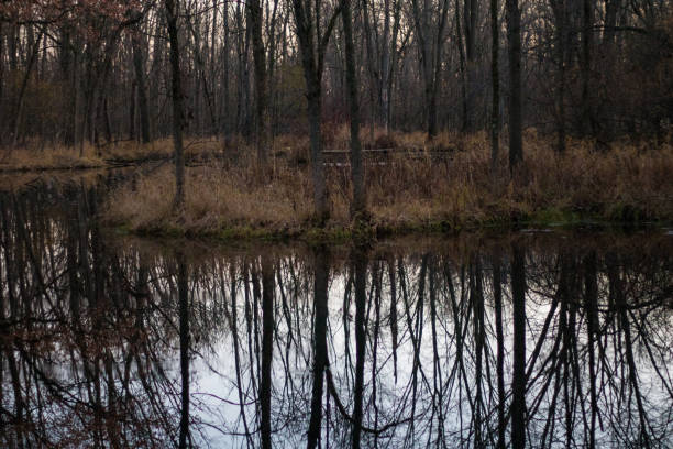 istock Reflection of trees in the water in a forest 1806868963