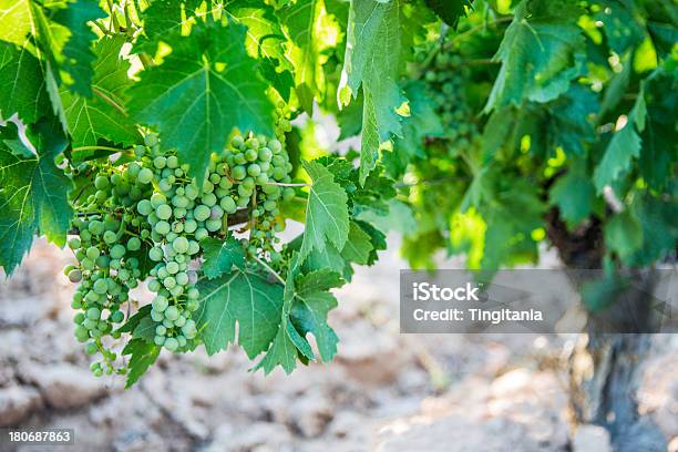 Photo libre de droit de Raisins banque d'images et plus d'images libres de droit de Agriculture - Agriculture, Boisson, Couleur verte