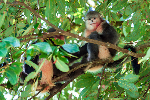 Yunnan Black Snub-Nosed Monkey (Rhinopithecus Bieti)