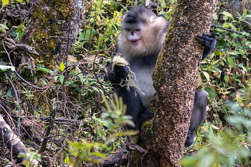 Yunnan Black Snub-Nosed Monkey (Rhinopithecus Bieti)