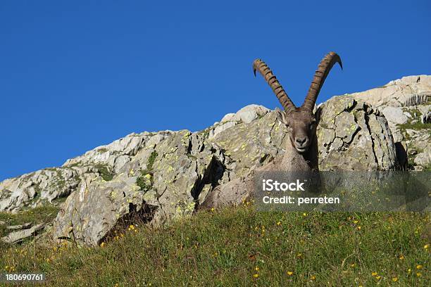 Cabra Salvaje De Los Alpes Caer En Un Prado Foto de stock y más banco de imágenes de Acostado - Acostado, Aire libre, Alpes Europeos