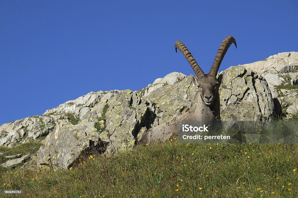 Cabra alpina deitada em um Prado - Foto de stock de Alpes europeus royalty-free