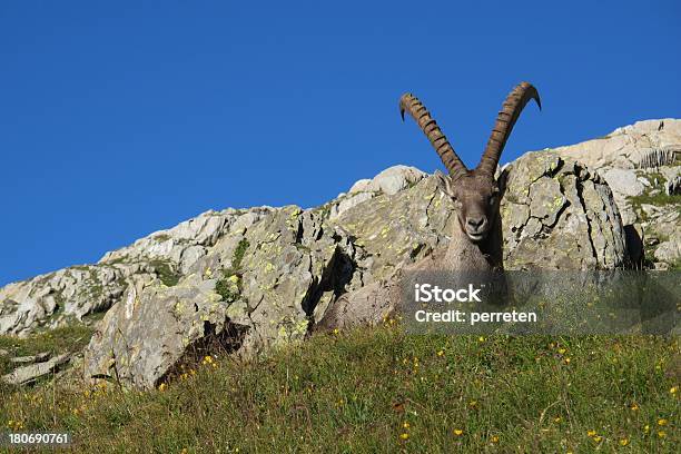 Foto de Cabra Alpina Deitada Em Um Prado e mais fotos de stock de Alpes europeus - Alpes europeus, Alpes suíços, Animais em Extinção