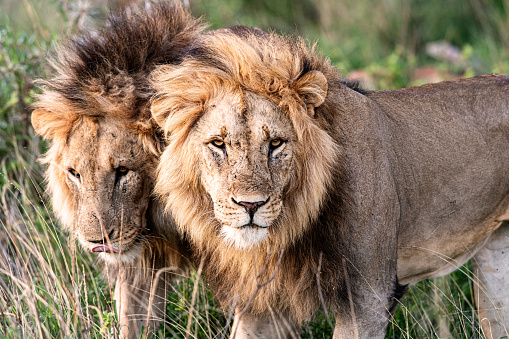 Two male lions headed to hunt