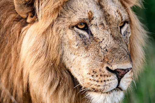 A male lion looks towards the Lewa plains