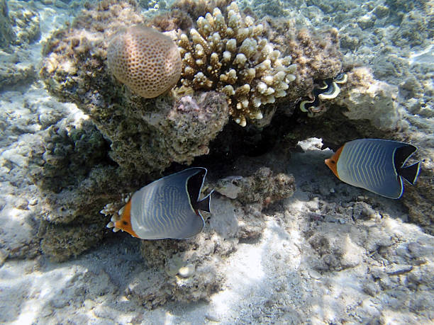 istock snorkeling in the red sea 180690812