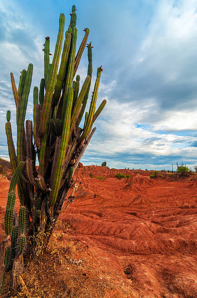 istock Tall Cactus in a Red Desert 180691074