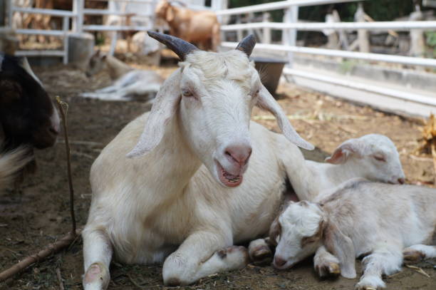White goat lying on the ground, blurred background