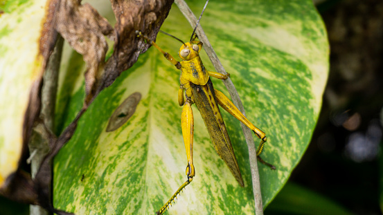 Yellow grasshoppers that land on plants