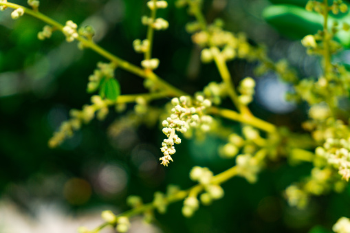 Flowers from a duku tree with a blurred background
