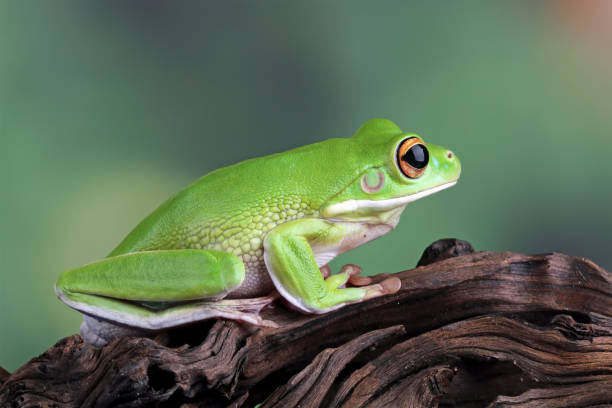 istock white-lipped tree frog sitting on wood 1806929345