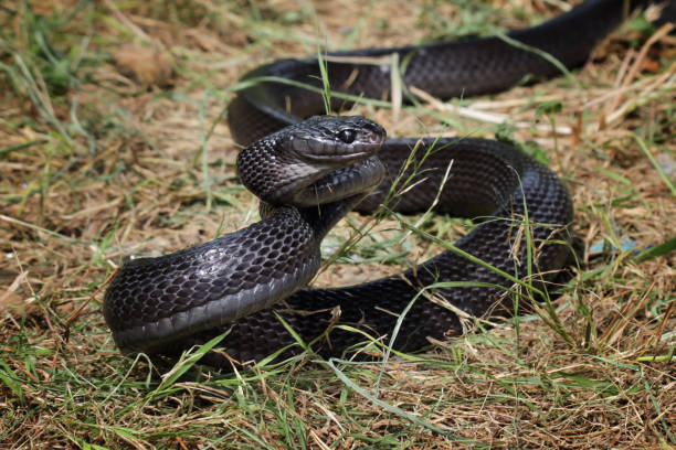 istock mangrove snake black boiga ready to attack 1806929858