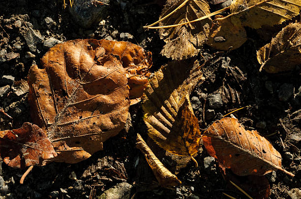 istock Woods groundcover in autumn 180693026