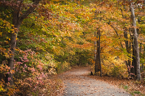 Leaf-covered path through woods at peak fall color. in United States, Virginia, Fairfax Station