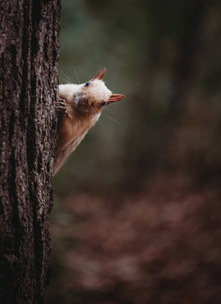 istock Albino white squirrel peeking around a tree trunk in the forest. 1806932589