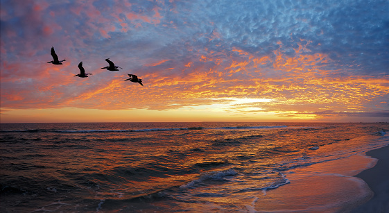 Panorama of Pelicans Flying Over a Beautiful Florida Gulf Coast Beach Sunset