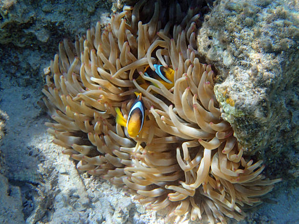istock snorkeling in the red sea 180693407