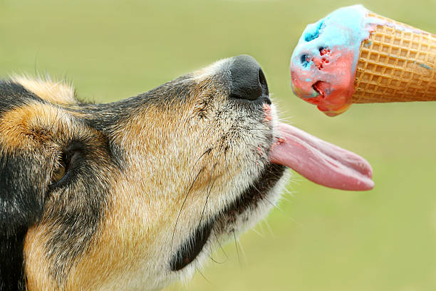 Dog Licking Ice Cream Cone close up of a German Shepherd Mix Dog licking a rainbow colored ice cream cone on a summer day licking ice cream cone stock pictures, royalty-free photos & images