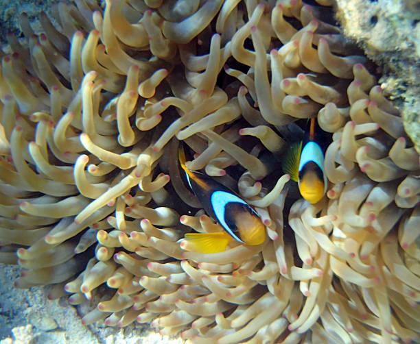 istock snorkeling in the red sea 180693510