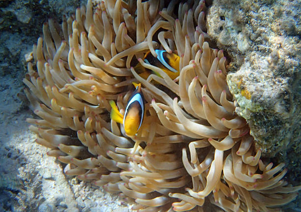 istock snorkeling in the red sea 180693511