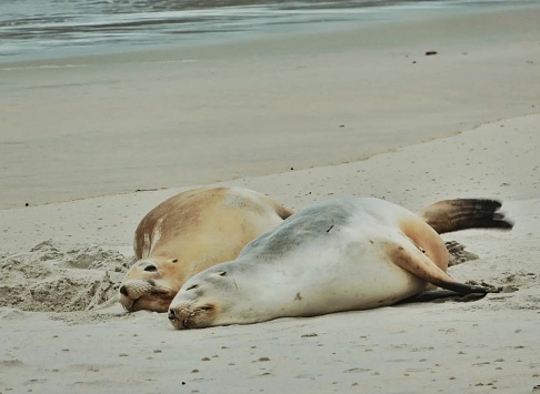 The seal fell asleep on the beach sand, covering itself with peace under the warm rays of the sun