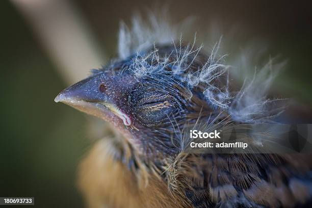 Baby Vogel Stockfoto und mehr Bilder von Braun - Braun, Feder, Flauschig