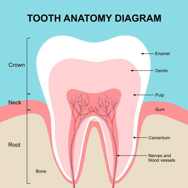 Tooth Diagram Rct 60+ Root Canal Diagram Stock Photos, Pictures & Royalty-Free Images ...