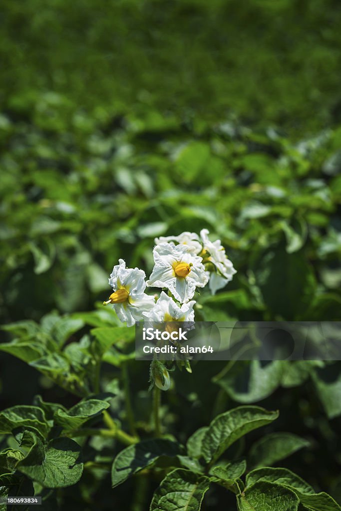 Batata bush florescendo com flores brancas - Foto de stock de Agricultura royalty-free