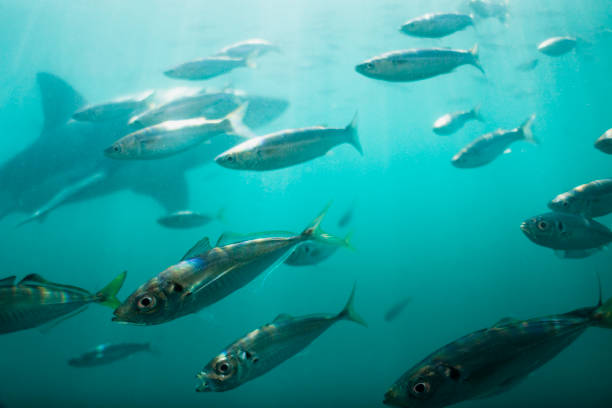 istock Danger's close! - Ocean survival 180693907