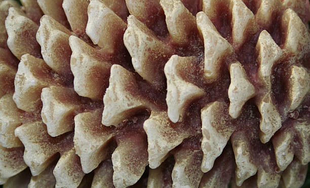 pinecone texture stock photo
