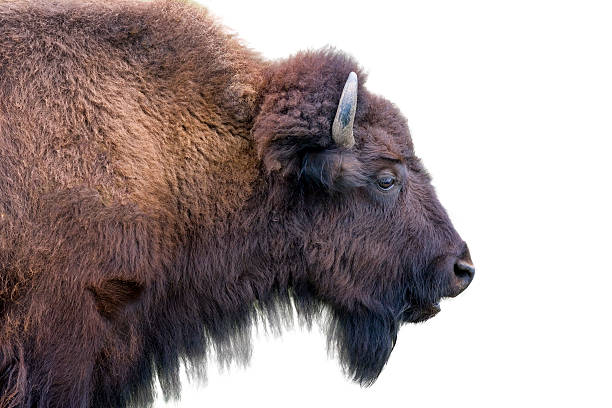istock Adult Bison Isolated on White 180693978