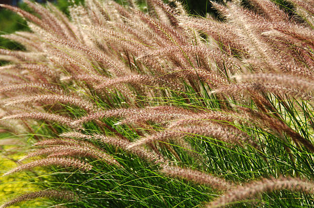 Erba nel vento - foto stock