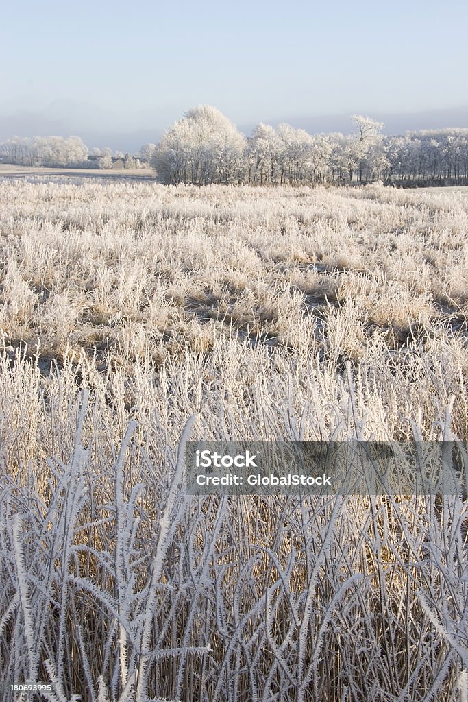 Mattina invernale - Foto stock royalty-free di Acqua