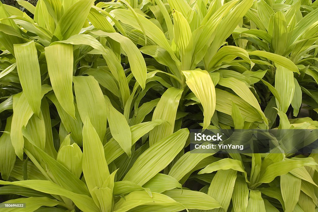 Rampenlicht - Lizenzfrei Bildhintergrund Stock-Foto