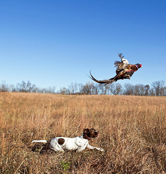 chien de chasse avec coq faisan flushing de grass field. - pheasant hunting feather game shooting photos et images de collection