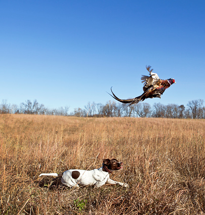 Hunter aiming with rifle on pheasant.