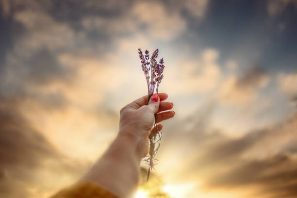 istock Women holding lavender up with sunset sky 1806941289