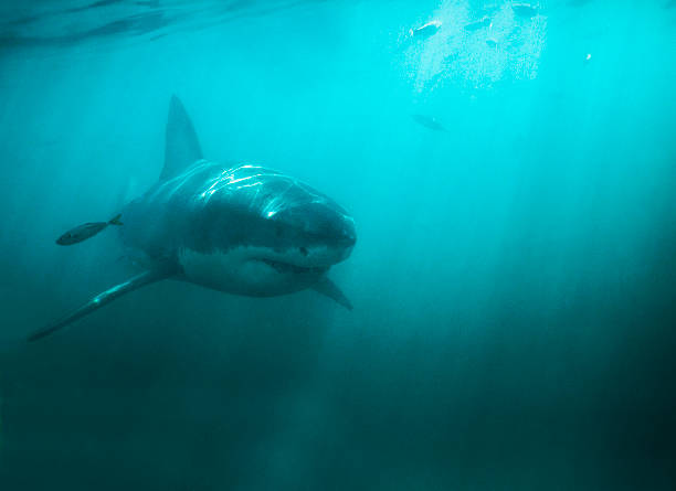 istock King of the deep 180694288