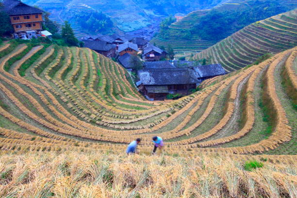istock Autumn, the farmer harvest 180694340