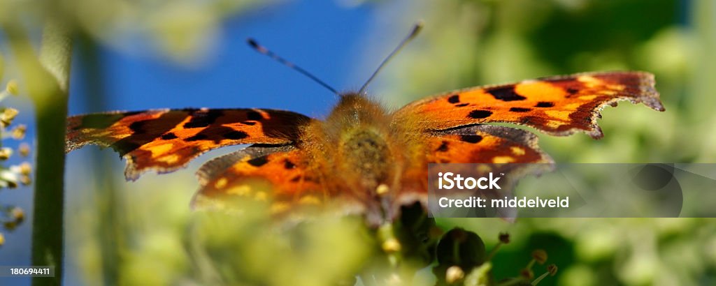 Mariposa fritilaria - Foto de stock de Ala de animal libre de derechos