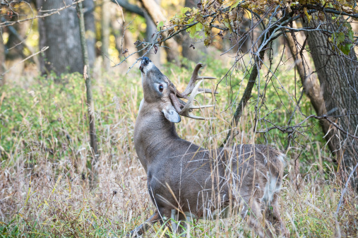 Whitetail Deer at licking branch