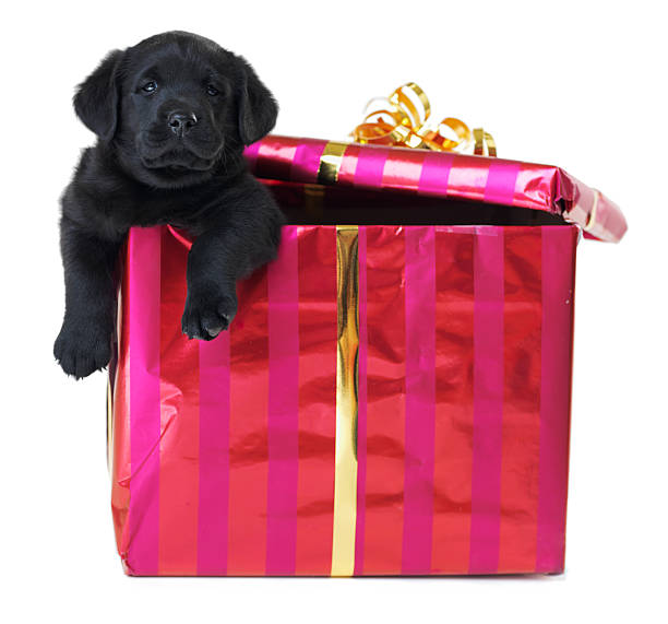 istock The best gift you could ever receive 180694488