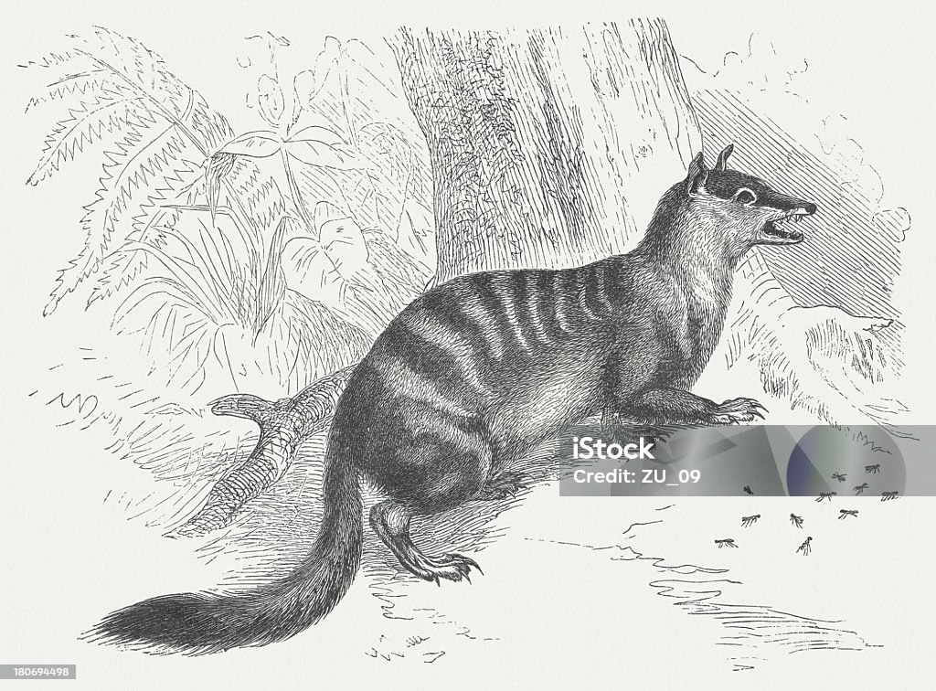 Numbat - Lizenzfrei Asiatischer Holzschnitt Stock-Illustration